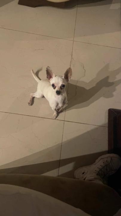 Lix erlenes Sanchez sandoval