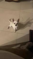 Lix erlenes Sanchez sandoval