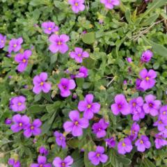 Am Estour
