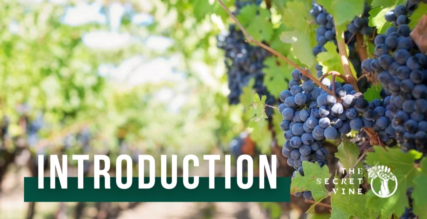 Wine Social: An Introduction To Wine