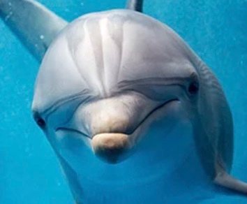 Lujah Dolphin