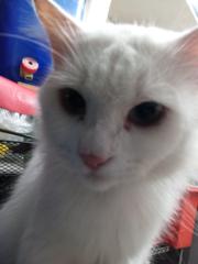 Daniel Samuel Salvador