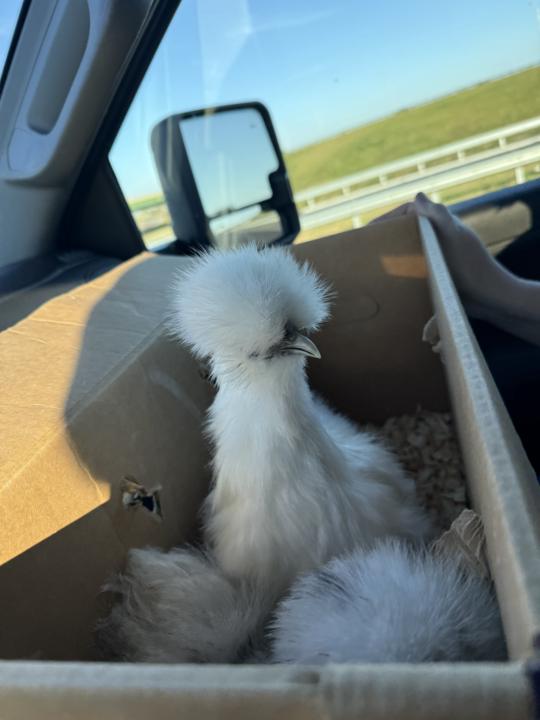 Meet the Silkies (and the OG Leghorn Crew) 🐔