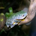 Reptibians_dk icon