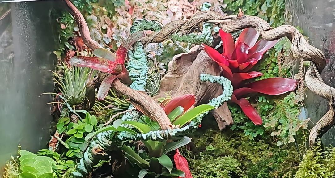 Reptibians_dk