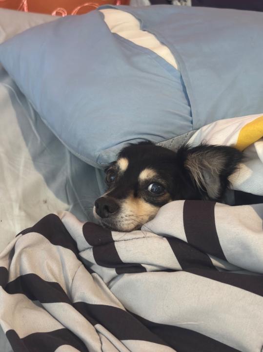 Megan Gutiérrez Martínez