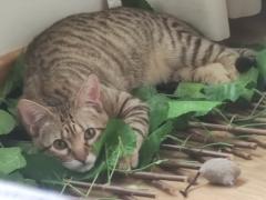 Fatima Sanjuan de la Piedad