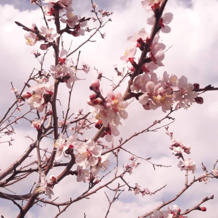 Anujin .B