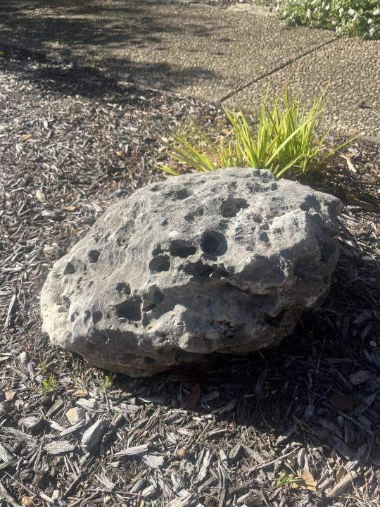 Texas Rocks: Limestone!