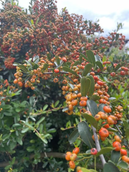 Bonginkosi Njabulo Shabalala