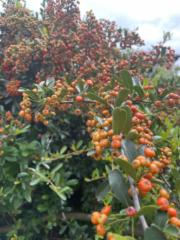 Bonginkosi Njabulo Shabalala