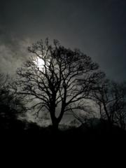 Ted Colclough