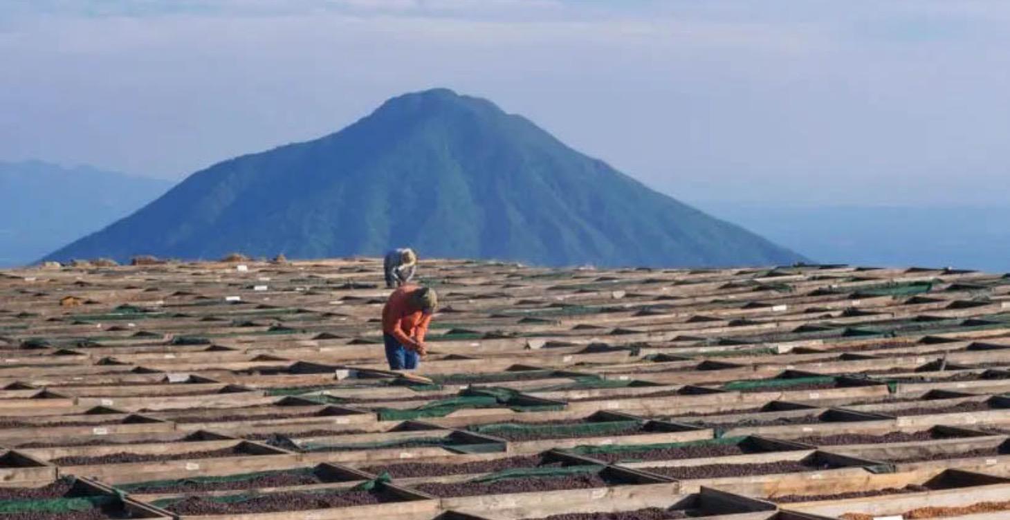 What Is Coffee? (Intro)