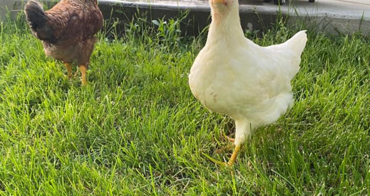 Backyard chickens