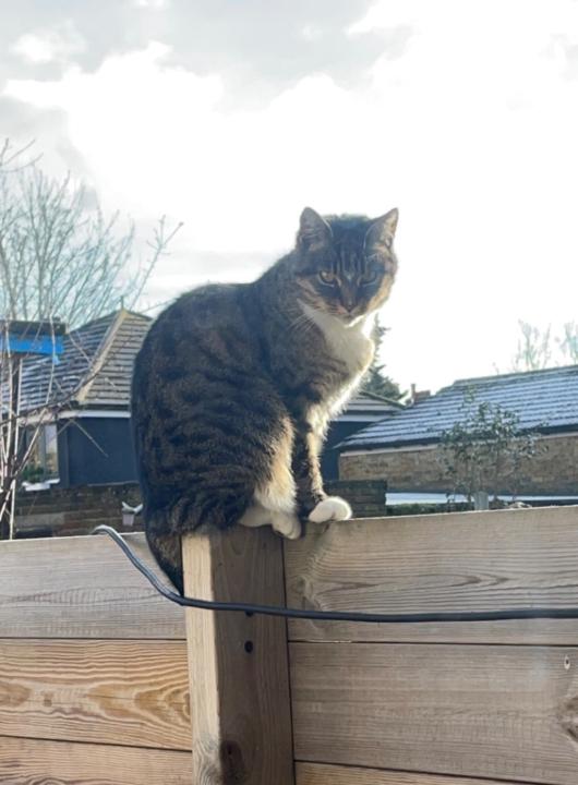 Sharugan Kaneshalingam