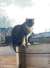 Sharugan Kaneshalingam