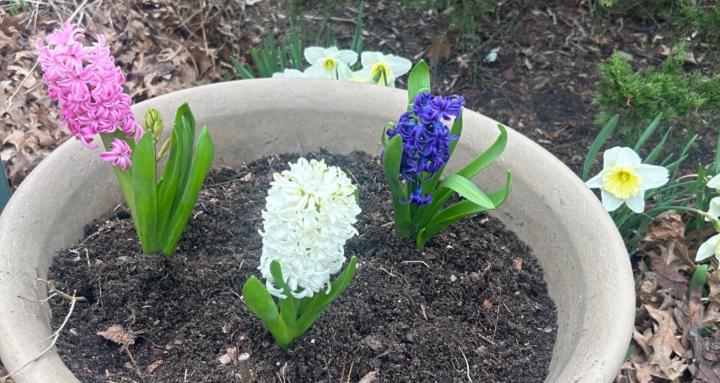 Inspirational Gardening