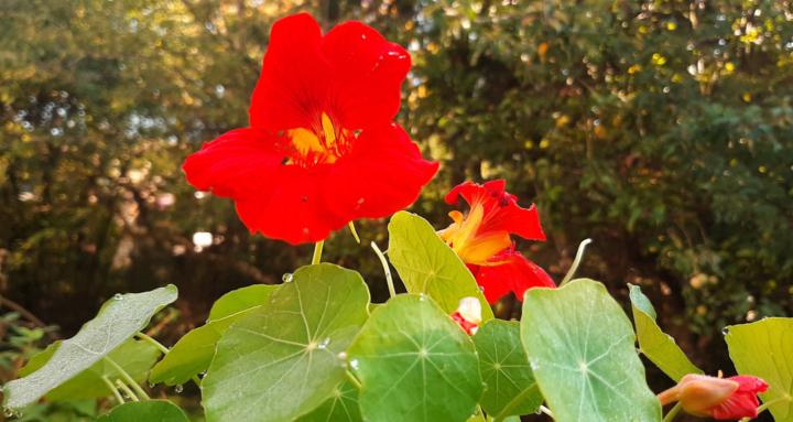 Somatisches Vagusnerv Training