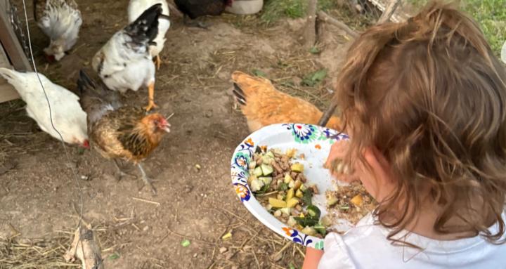 Bunch of Cluckers