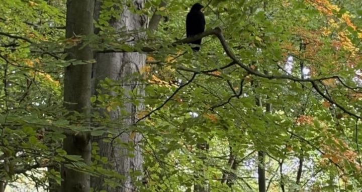 Vogels van diverse pluimage
