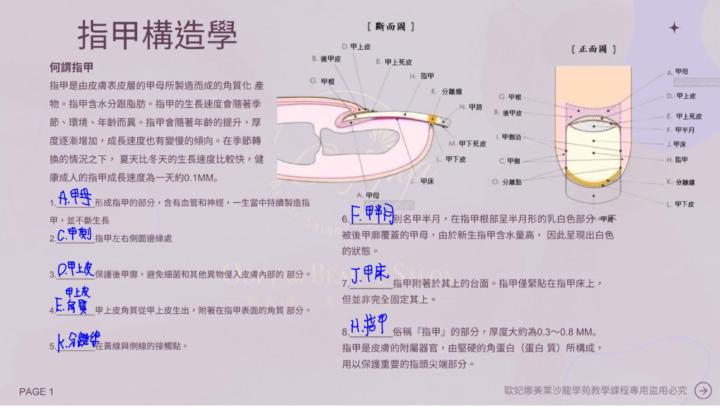 指甲基礎理論
