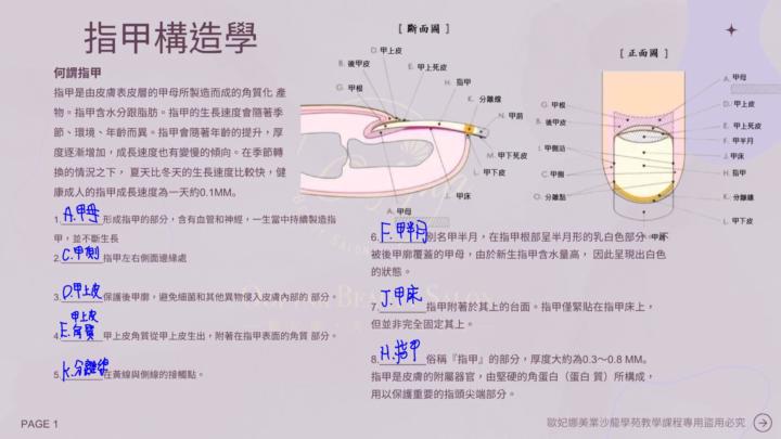 指甲基礎理論 