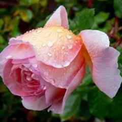 Javier Ferrando Pérez