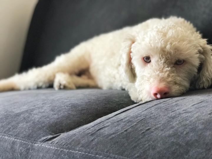 Mailen Boggian Moroni