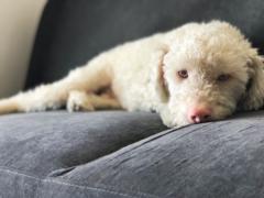 Mailen Boggian Moroni