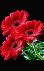 Tham Bui Thi