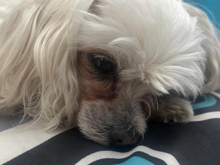 Sylver L.Sharp Sharp