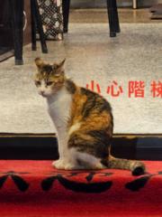 Yang Kate