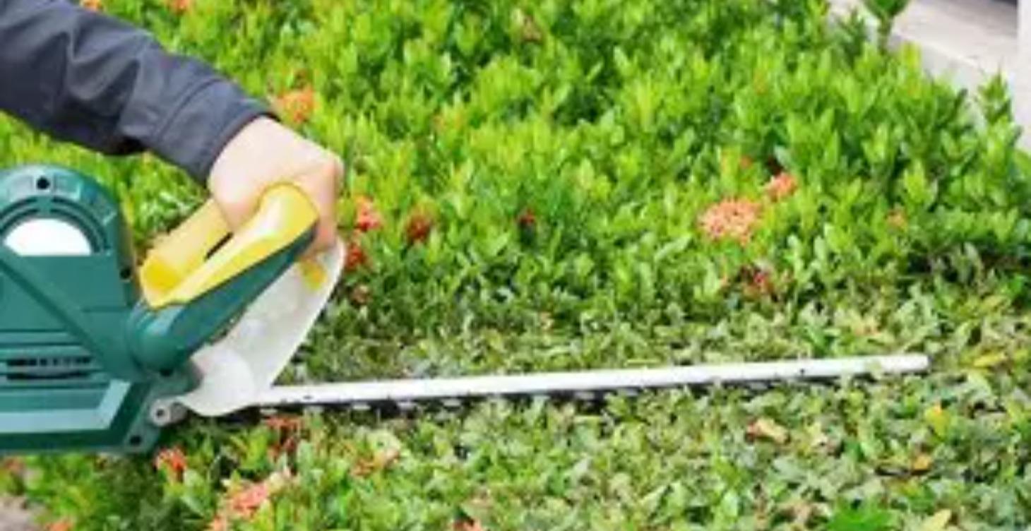 Shrub Trimming Training