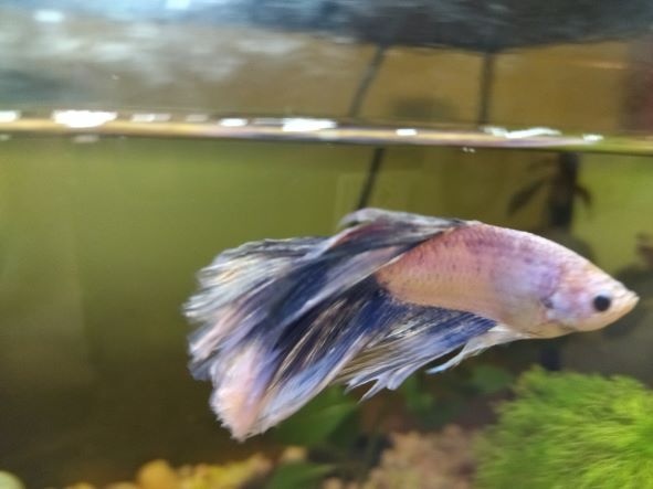 Ema, Mia, Lea Mozetič Rolih