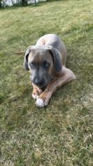 Sascha Pump