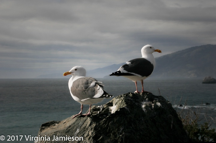 Virginia Jamieson