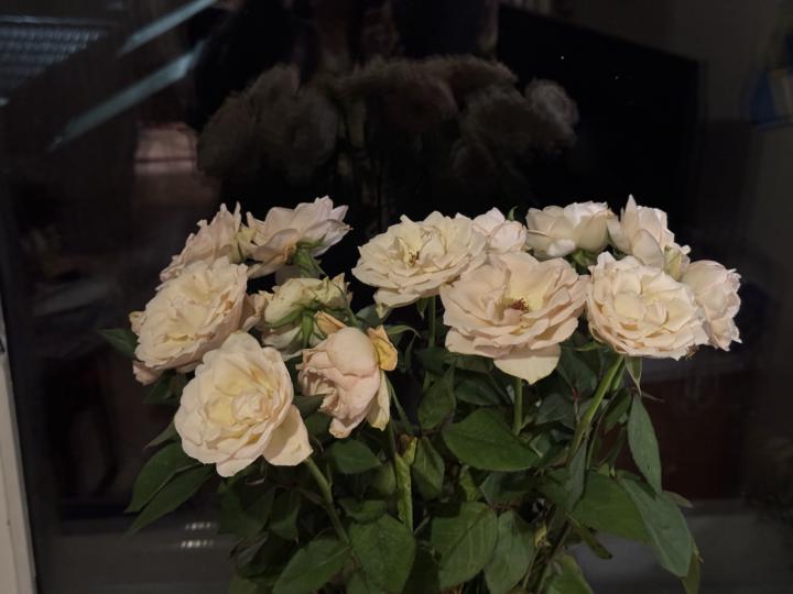 Happy Birthday Summer!