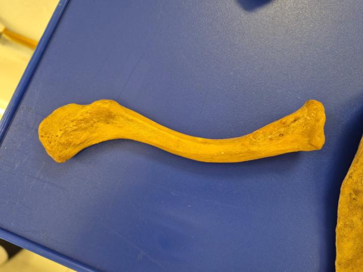 Jayshankare Sivananthan