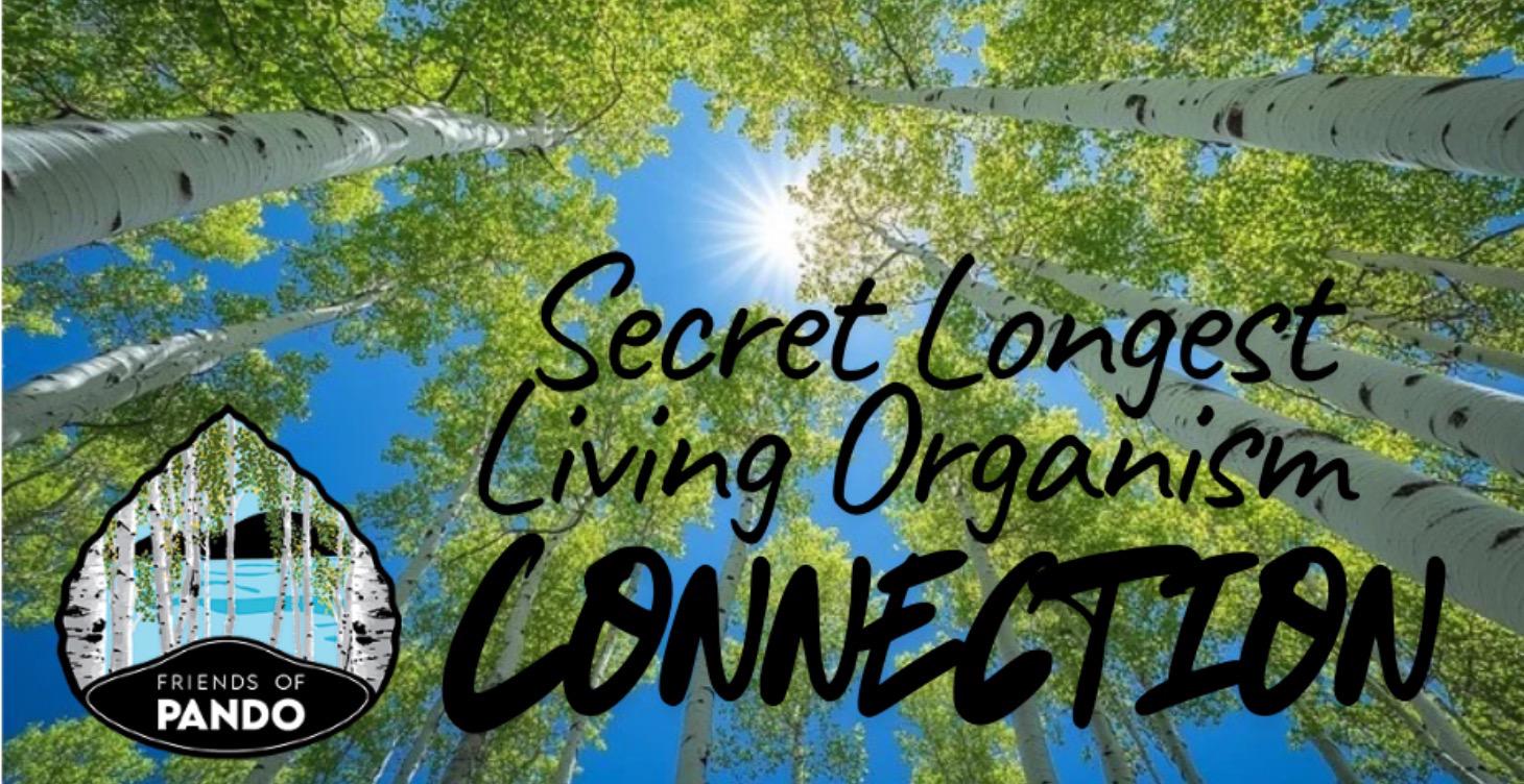 Level 4 - Cultive Happy-Wellness