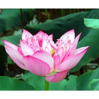 Lan Anh Nguyễn Thị