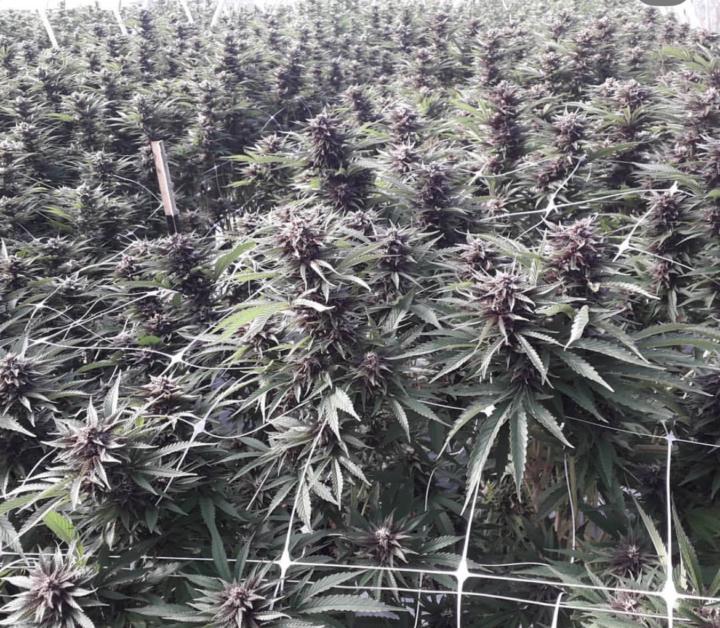 Full Terms vs Light Deprivation  