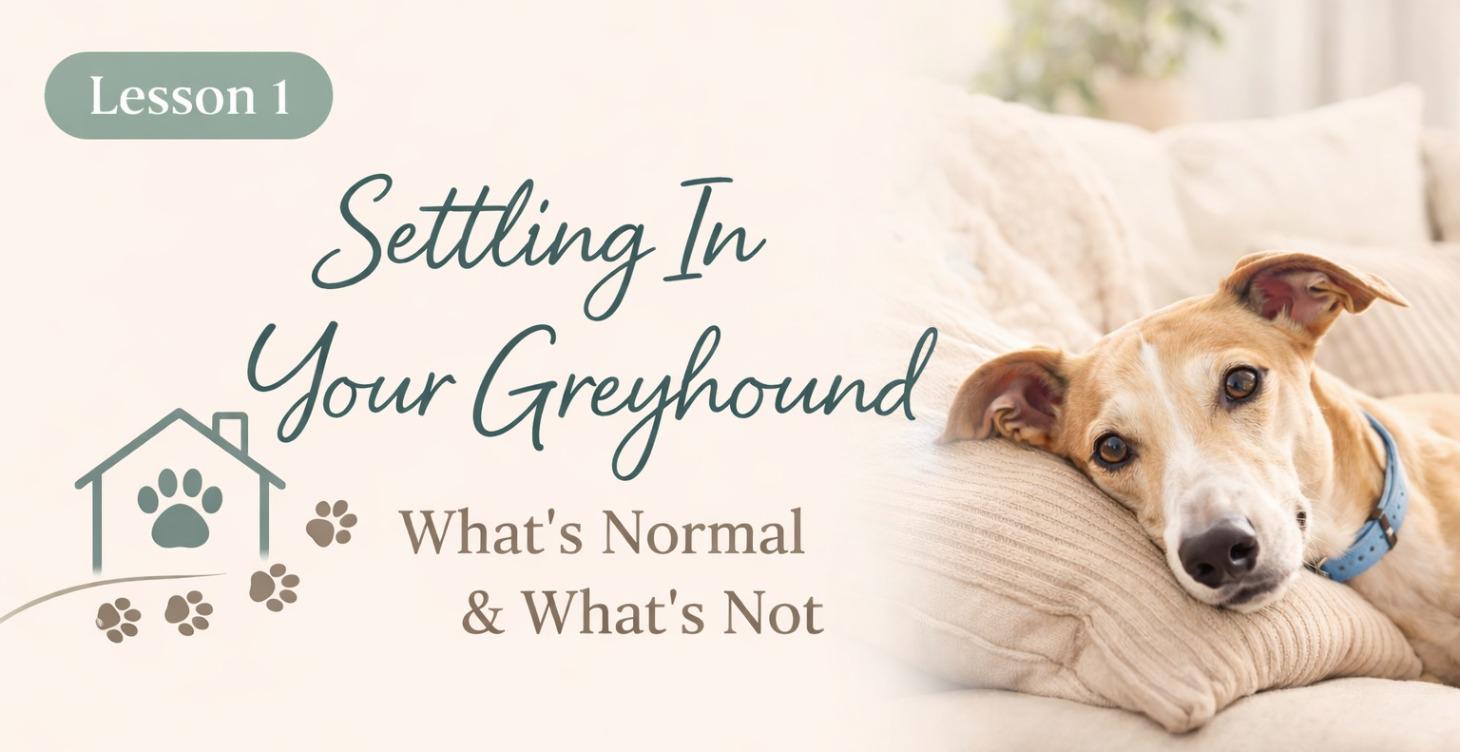 Settling in your Greyhound