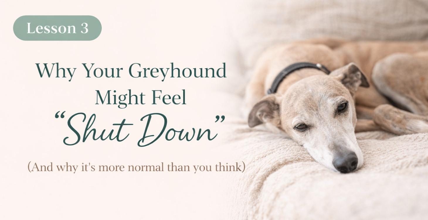 Why Your Greyhound Might Feel “Shut Down"