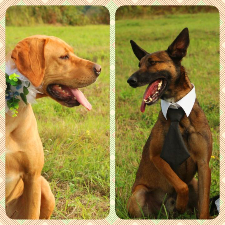 Viktória Jánka-Tóth