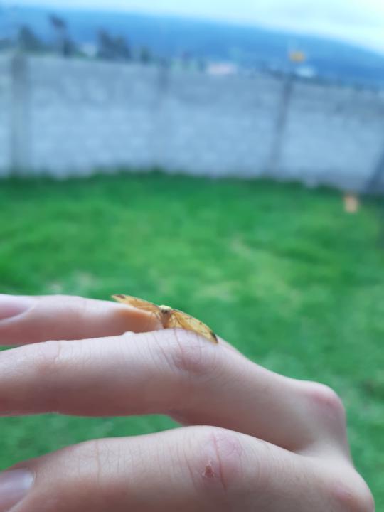 Andaba triste y esto llego a mi 🦋