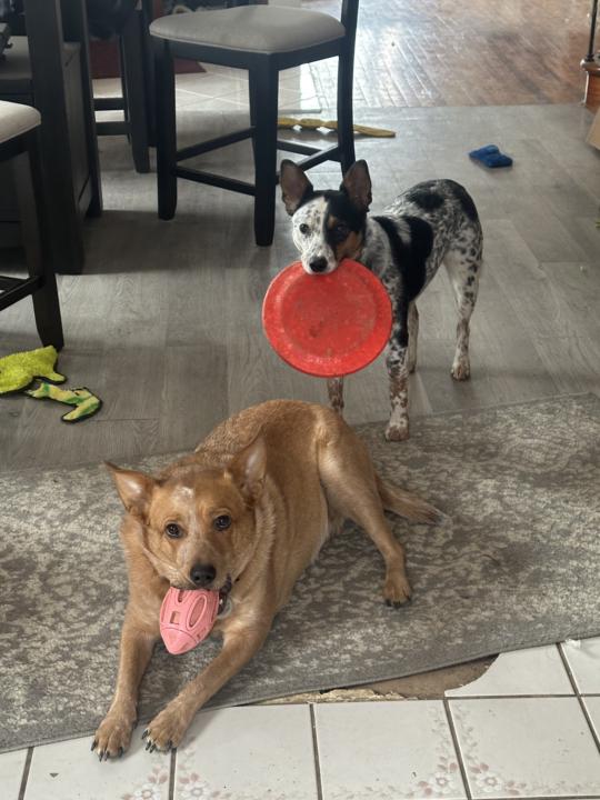 Just Jess AKA The Pintress