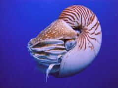 Margherita Nocca