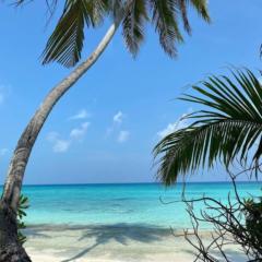Sonlight Palms
