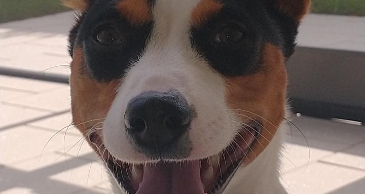 ZoomieScoopers - TampaBay