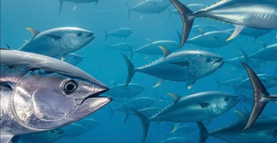 World class fish cookery